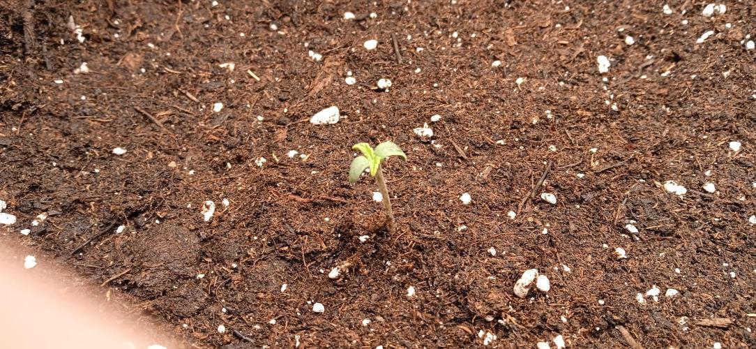 GGG25/26 HWSeeds. Week 0