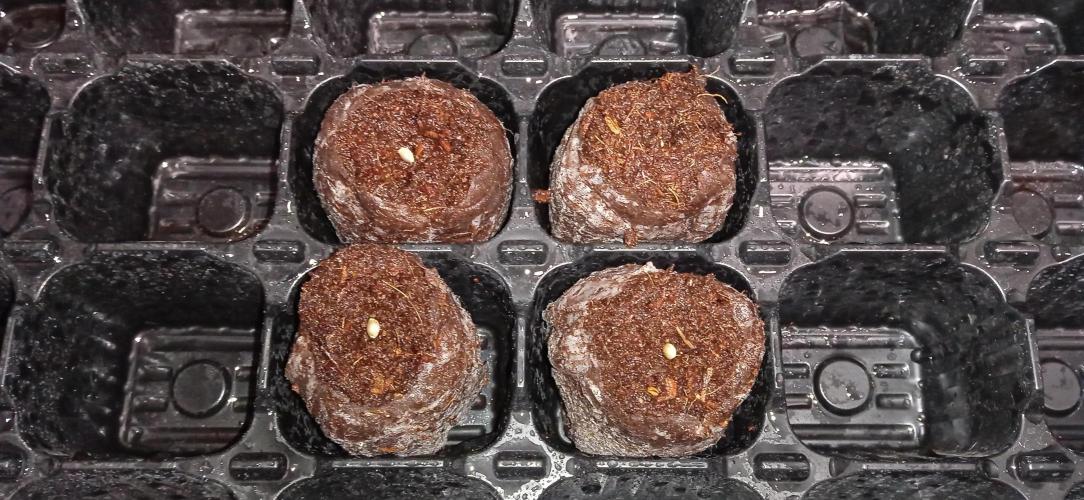 GGG25/26 HWSeeds. Week 0