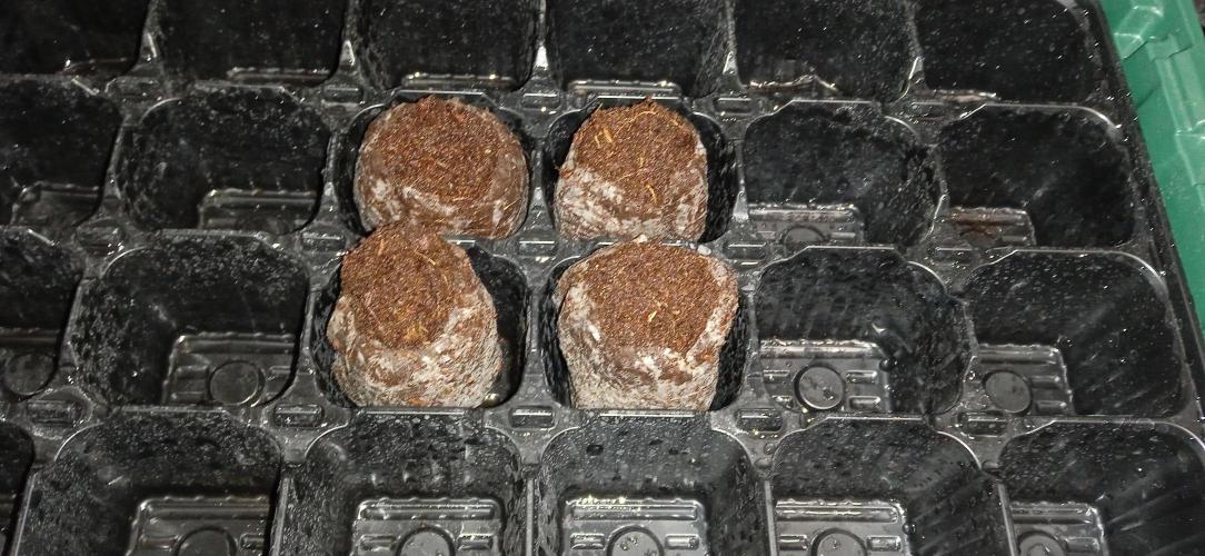 GGG25/26 HWSeeds. Week 0