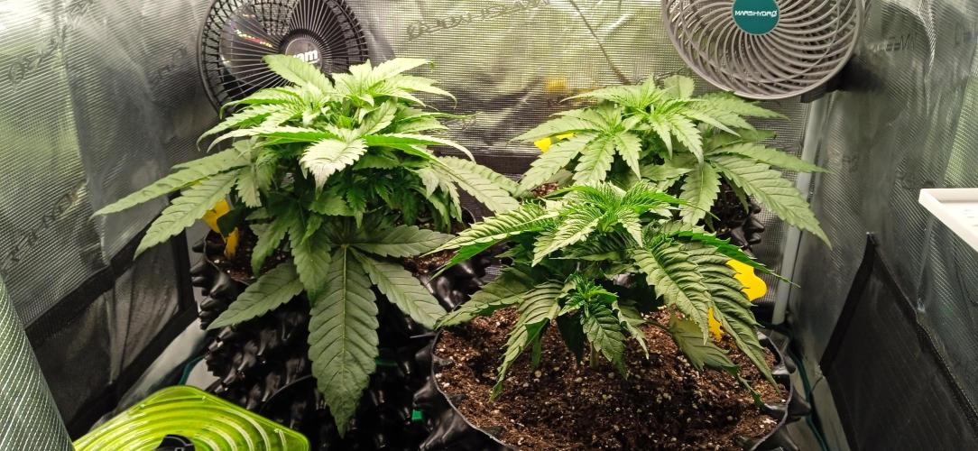 GGG25/26 HWSeeds. Week 1