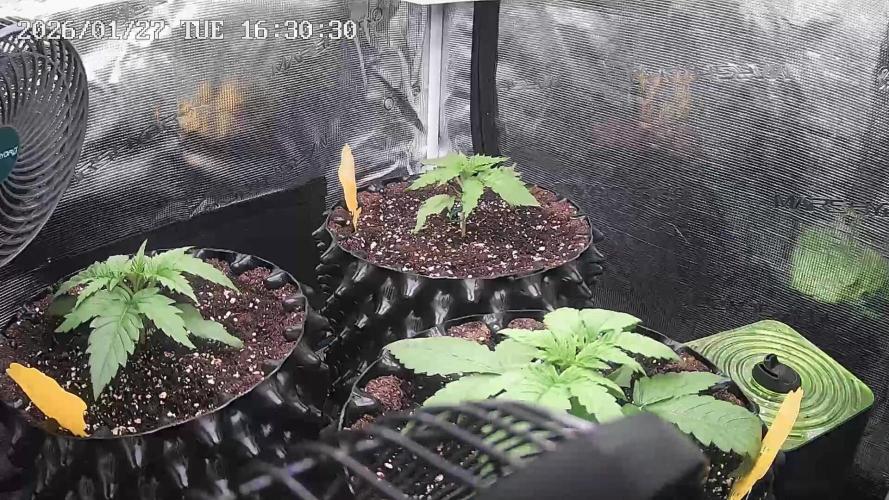 GGG25/26 HWSeeds. Week 1