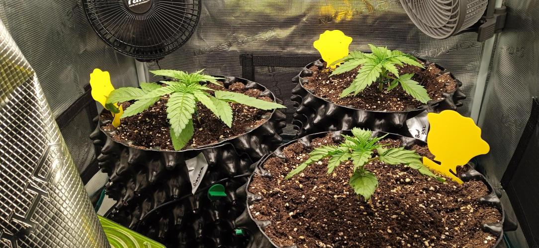 GGG25/26 HWSeeds. Week 1