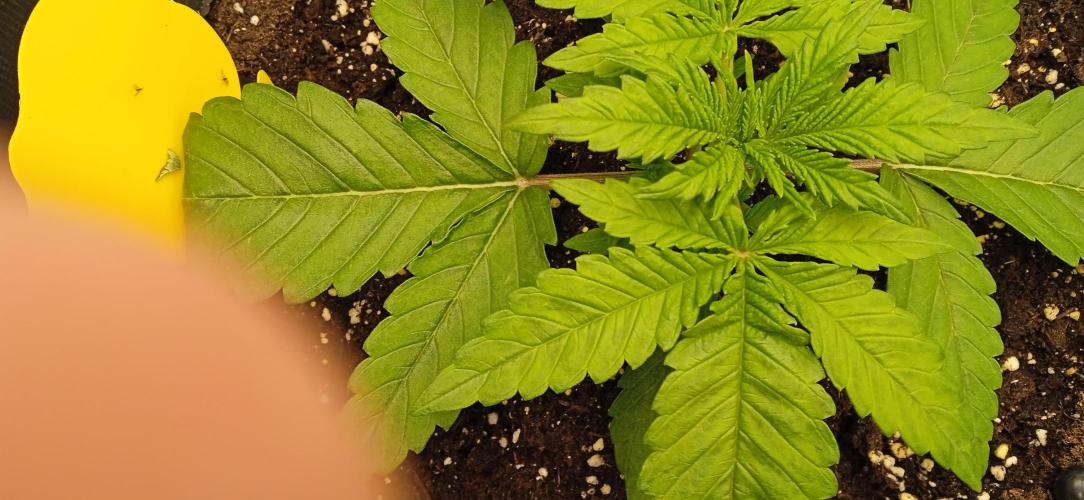 GGG25/26 HWSeeds. Week 1