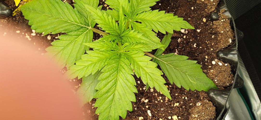 GGG25/26 HWSeeds. Week 1