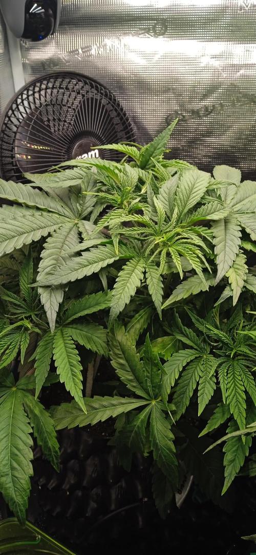 GGG25/26 HWSeeds. Week 2