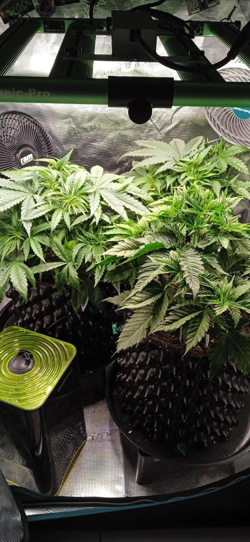 GGG25/26 HWSeeds. Week 2