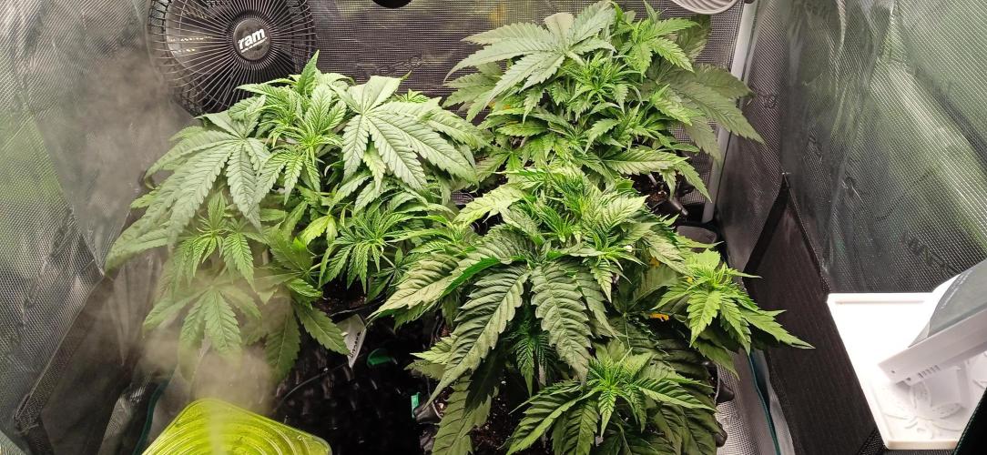 GGG25/26 HWSeeds. Week 2