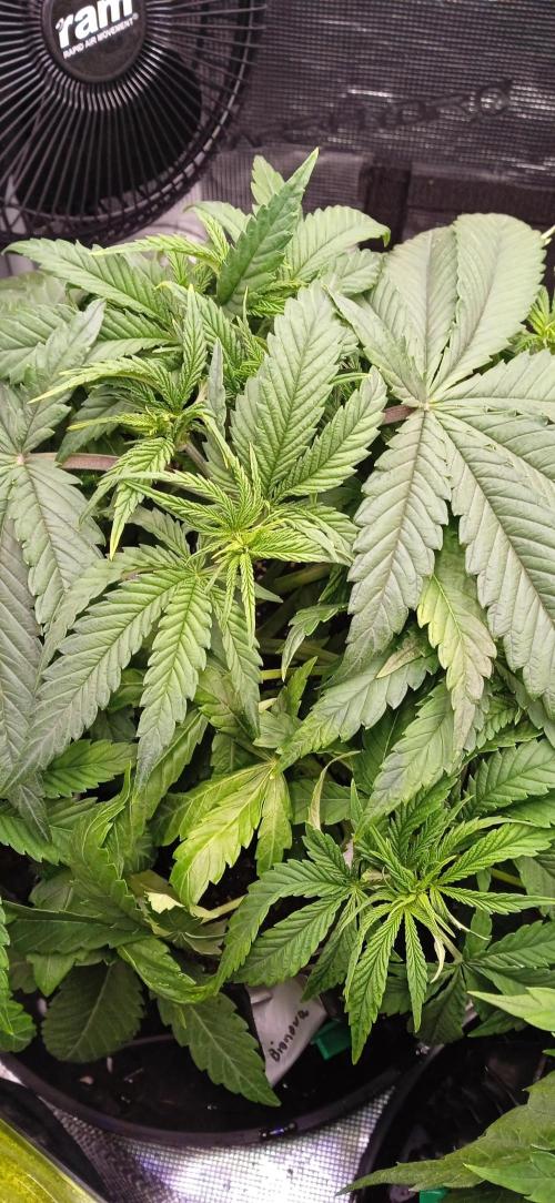 GGG25/26 HWSeeds. Week 2