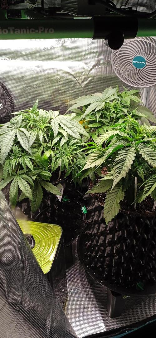 GGG25/26 HWSeeds. Week 2