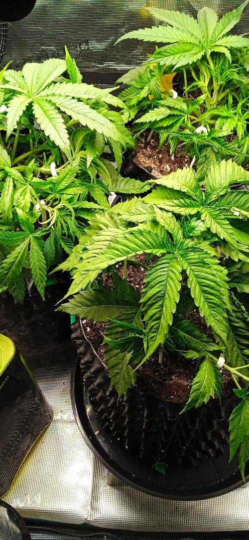 GGG25/26 HWSeeds. Week 2