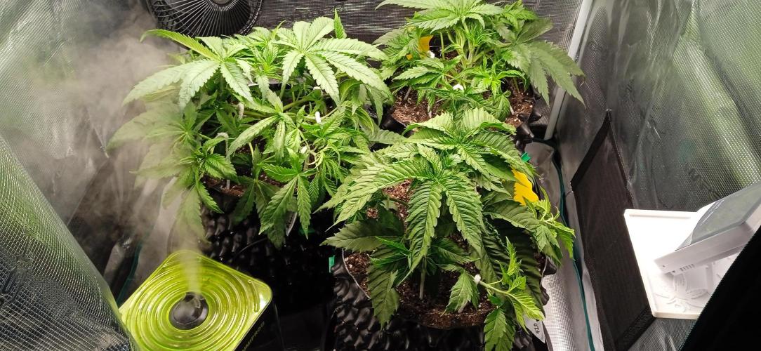 GGG25/26 HWSeeds. Week 2