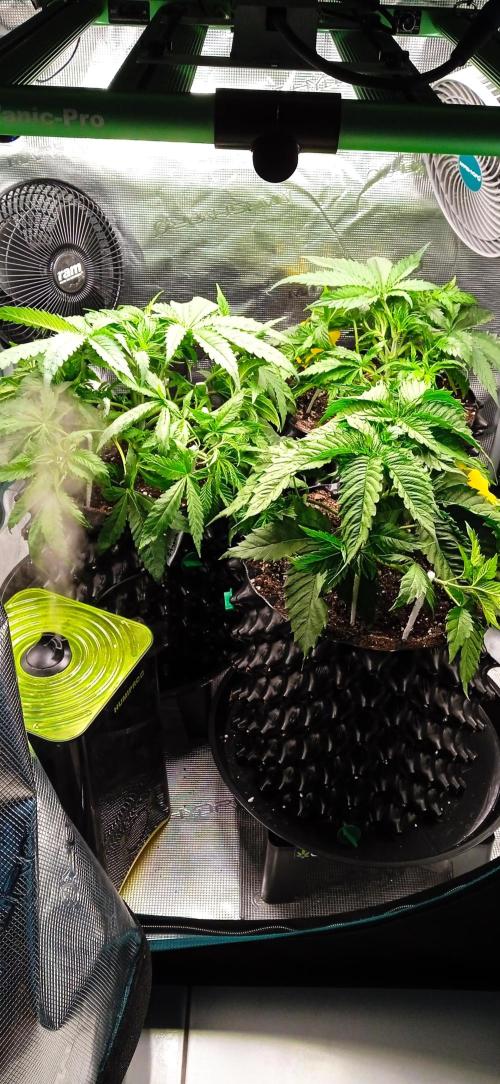 GGG25/26 HWSeeds. Week 2