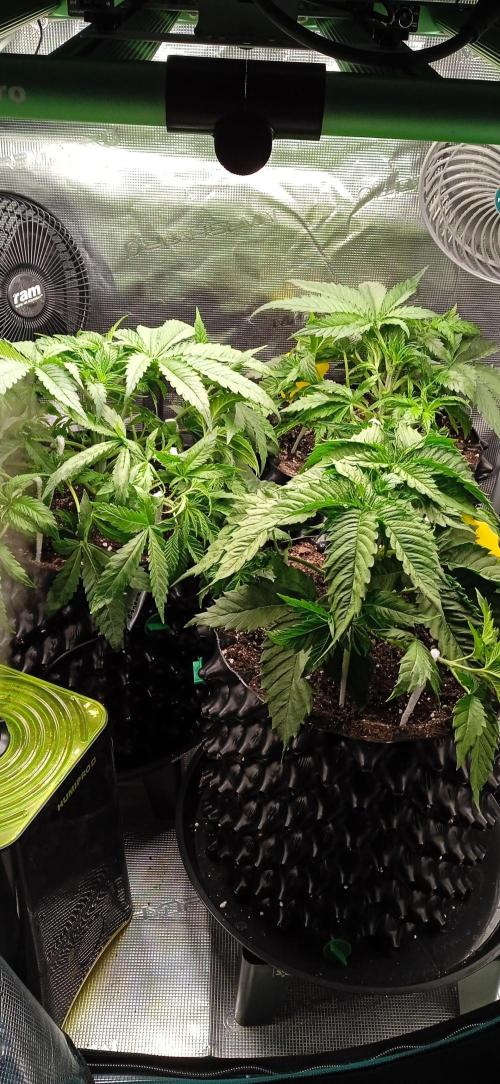 GGG25/26 HWSeeds. Week 2