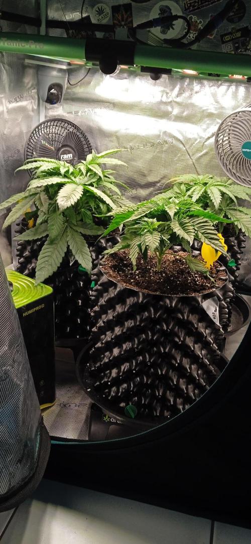 GGG25/26 HWSeeds. Week 2