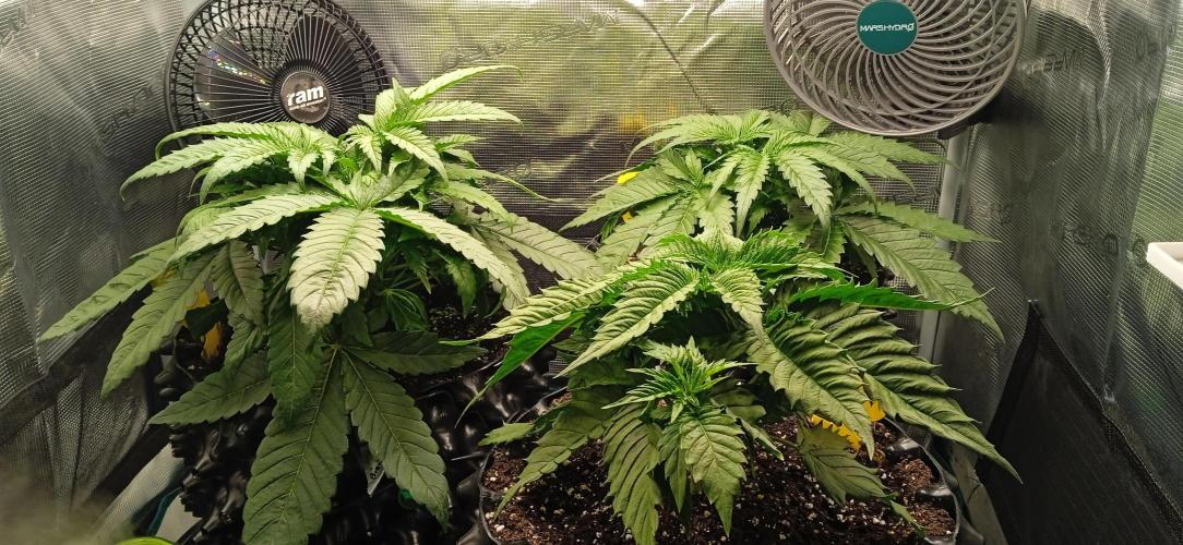 GGG25/26 HWSeeds. Week 2