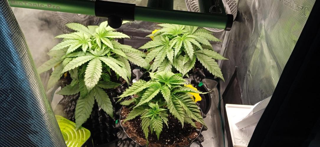 GGG25/26 HWSeeds. Week 2