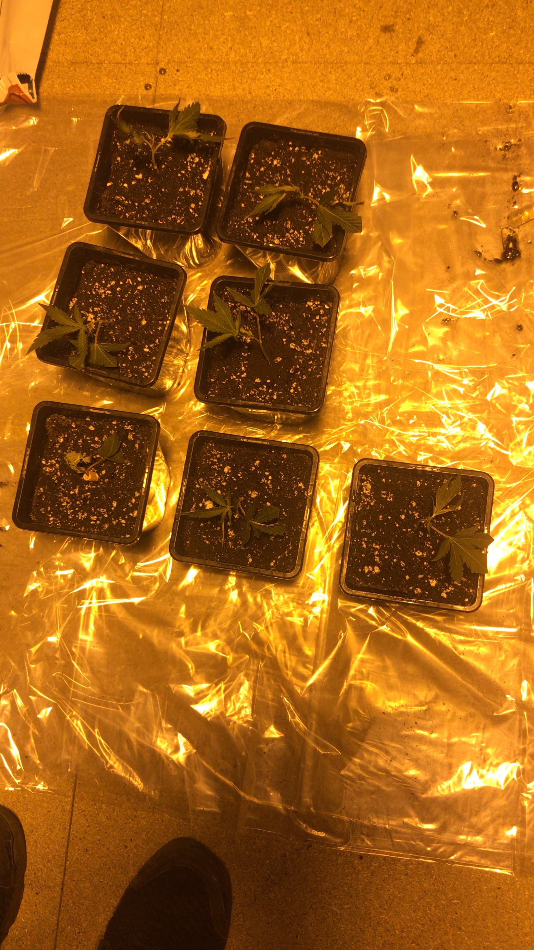 Ice cream cake grow diary (journal) week1 by Mankdankenstein GrowDiaries