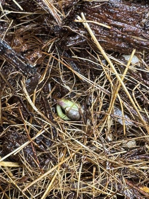 Rainbow Sugar. Week 0