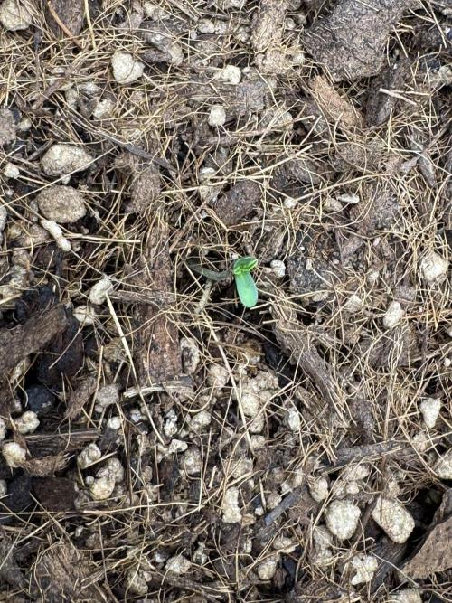 Rainbow Sugar. Week 0