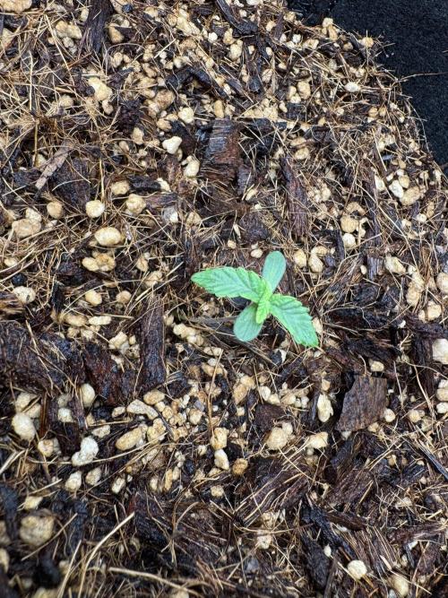 Rainbow Sugar. Week 0