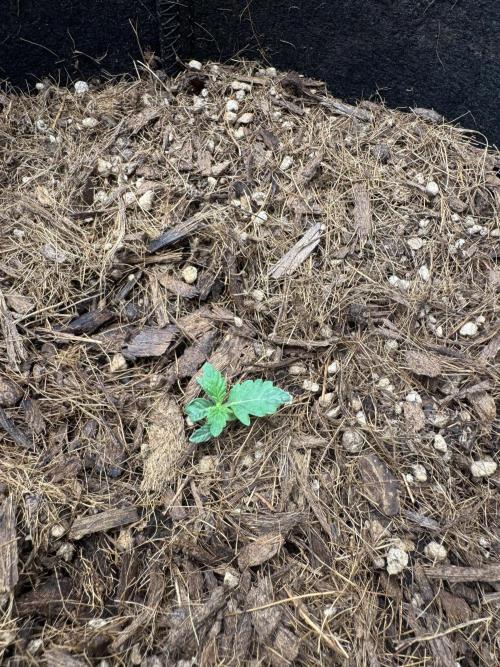 Rainbow Sugar. Week 0