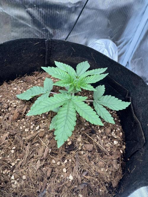 Rainbow Sugar. Week 1