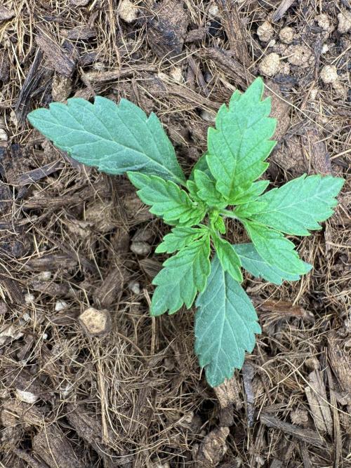 Rainbow Sugar. Week 1