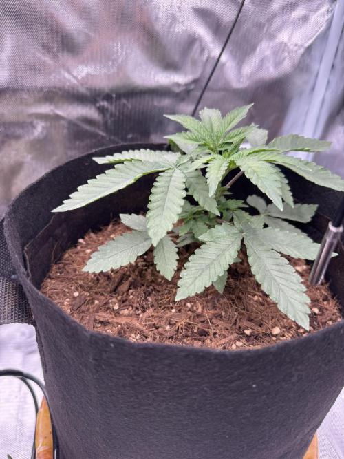 Rainbow Sugar. Week 2