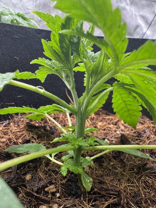 Rainbow Sugar. Week 2