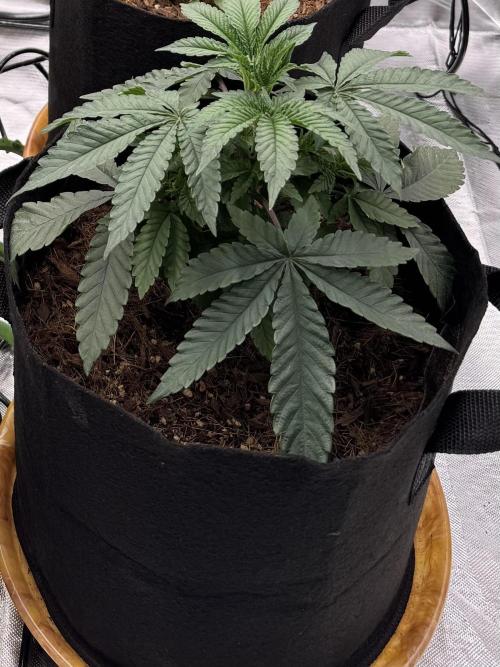 Rainbow Sugar. Week 3