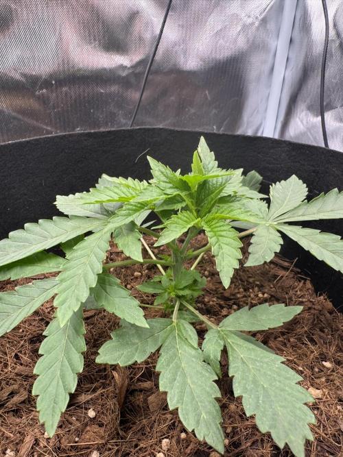 Rainbow Sugar. Week 3