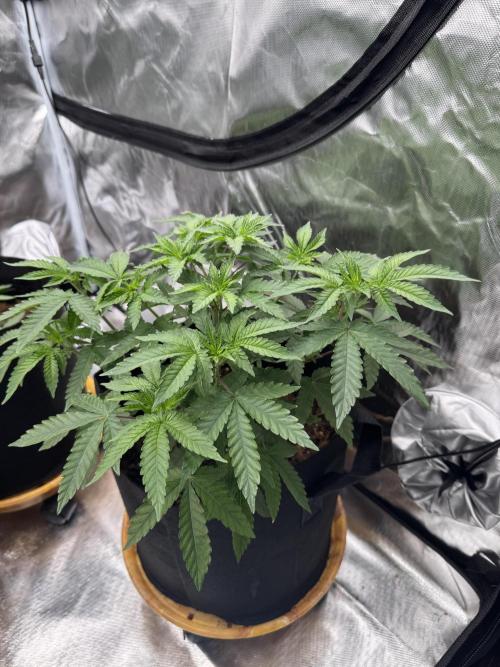 Rainbow Sugar. Week 4