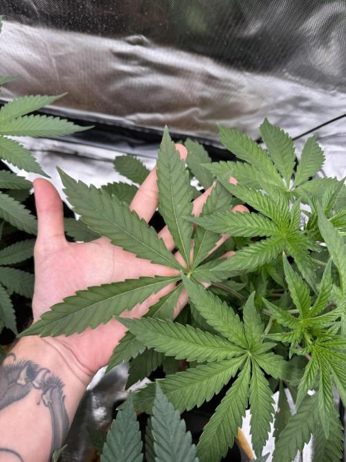 Rainbow Sugar. Week 4