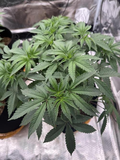 Rainbow Sugar. Week 5