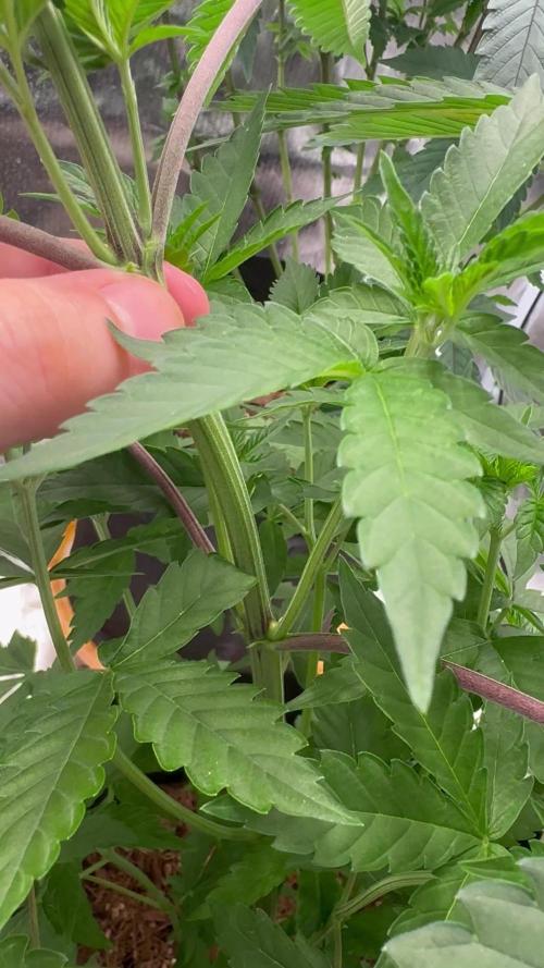 Rainbow Sugar / LITFARMS - @710Loup