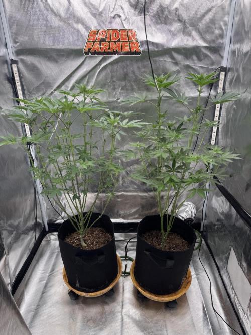Rainbow Sugar. Week 7