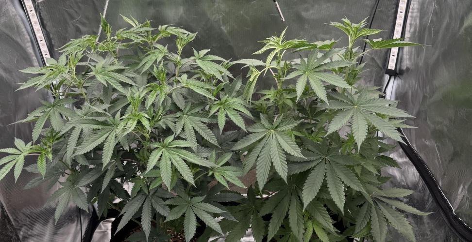 Rainbow Sugar. Week 6