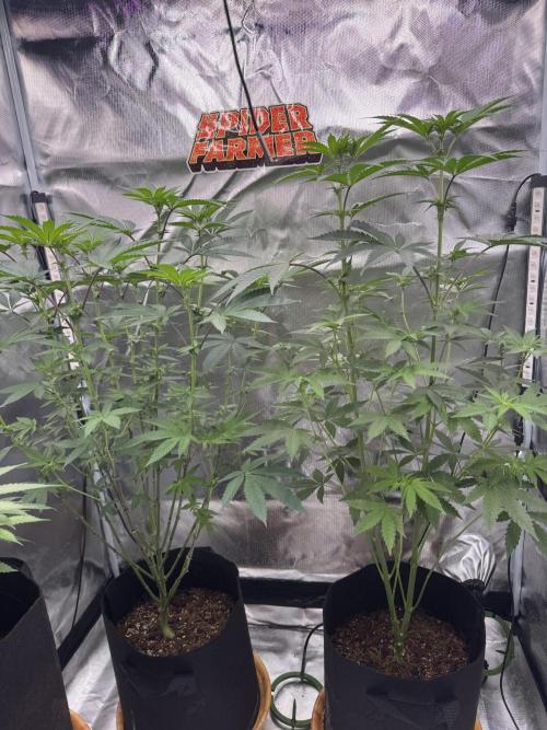 Rainbow Sugar. Week 7