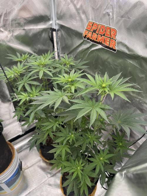 Rainbow Sugar. Week 8