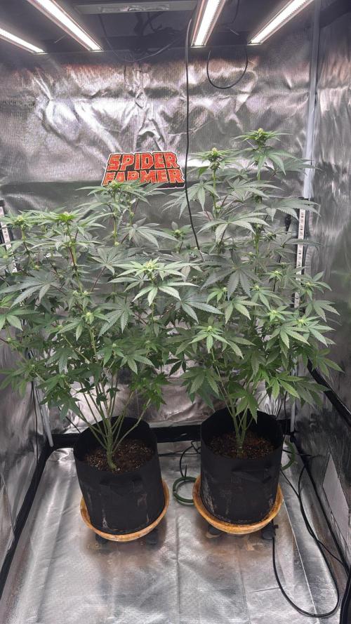 Rainbow Sugar. Week 8