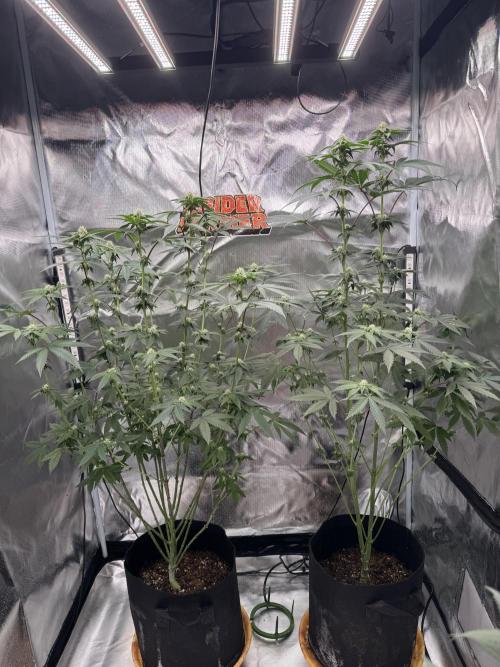 Rainbow Sugar. Week 8