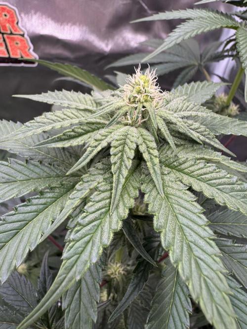 Rainbow Sugar. Week 8