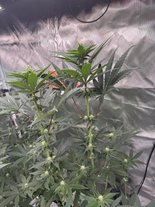 Rainbow Sugar. Week 8