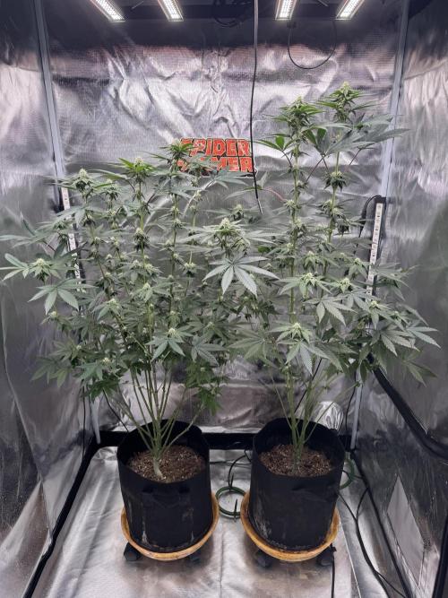Rainbow Sugar. Week 9