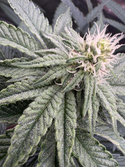 Rainbow Sugar. Week 9