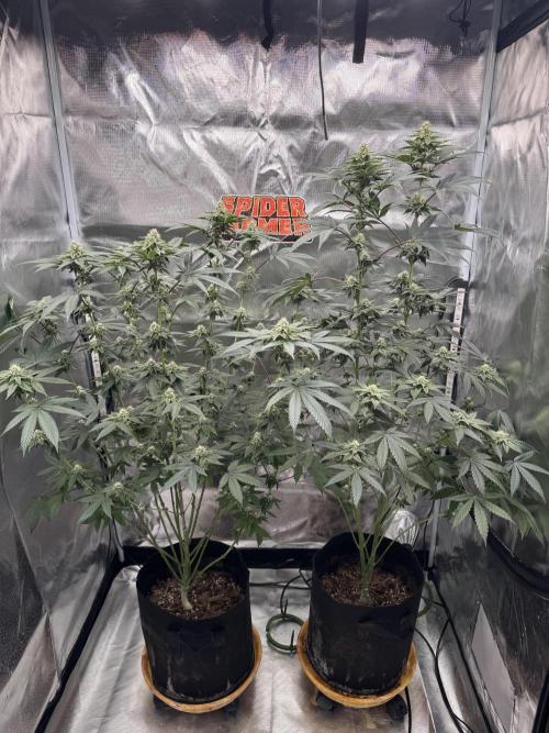 Rainbow Sugar / LITFARMS - @710Loup. Week 9