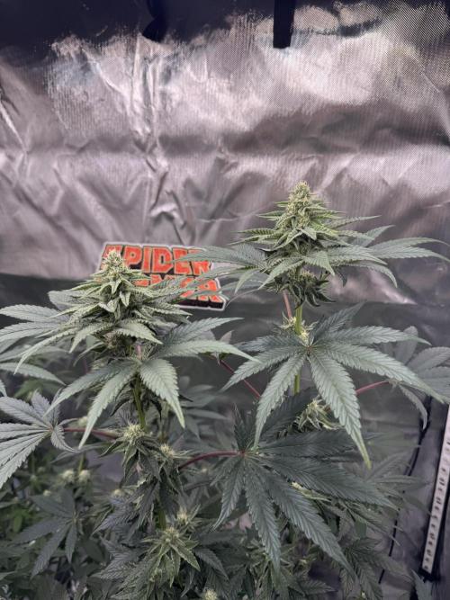 Rainbow Sugar / LITFARMS - @710Loup. Week 9