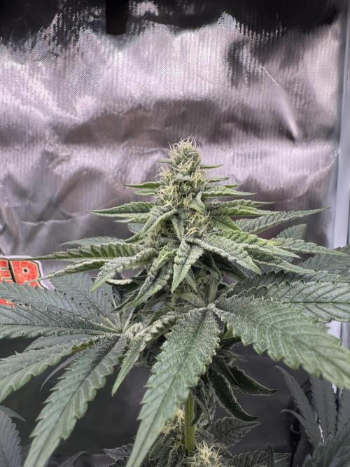 Rainbow Sugar / LITFARMS - @710Loup. Week 9