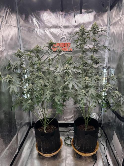 Rainbow Sugar / LITFARMS - @710Loup. Week 10