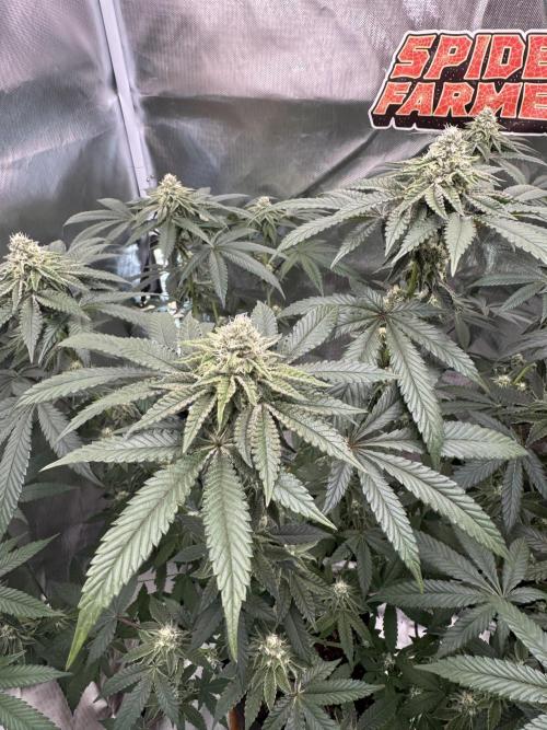 Rainbow Sugar / LITFARMS - @710Loup. Week 10